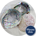 Abalone (Paua) Shells - 3 Pack
